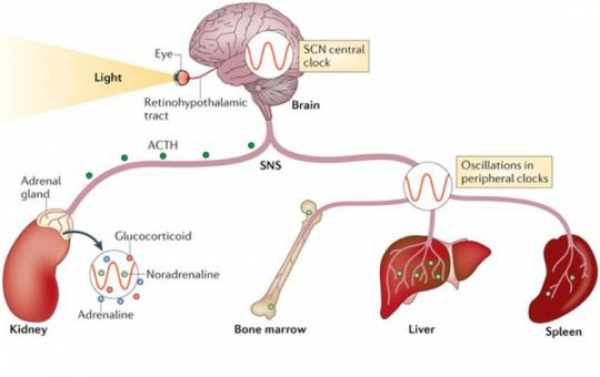 Циркадные ритмы, мелатонин и обмен веществ