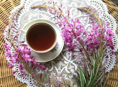 Как открыть свой бизнес на выращивании и продаже иван-чая (кипрея)