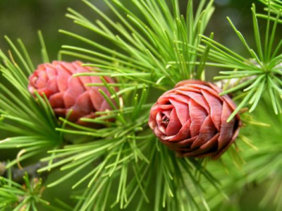 Химики из Иркутска разрабатывают лекарства на основе сибирской лиственницы