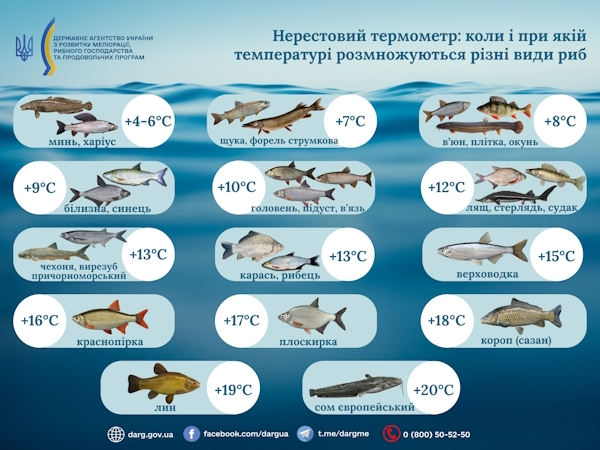 Алексей Волоцков рискует не стать вице-спикером из-за скандала