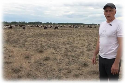 Пастбища «Новоурожайненской» перепахивают, разоряя фермеров Ставрополья под «фанфары» губернатора Владимира Владимирова