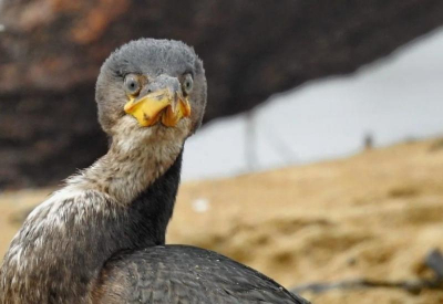 Нам пишут. Привязались со своими дорогами...