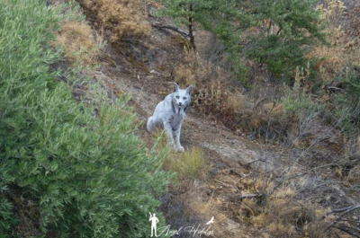 Фотограф впервые запечатлел уникальную белую пиренейскую рысь в дикой природе