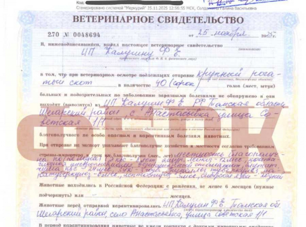 Фальшивые российские документы Крюковой: как Туркестан пропускает скот в Таджикистан